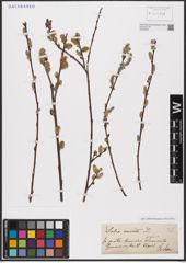 Foto von Salix aurita L.